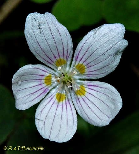 {Oxalis montana}